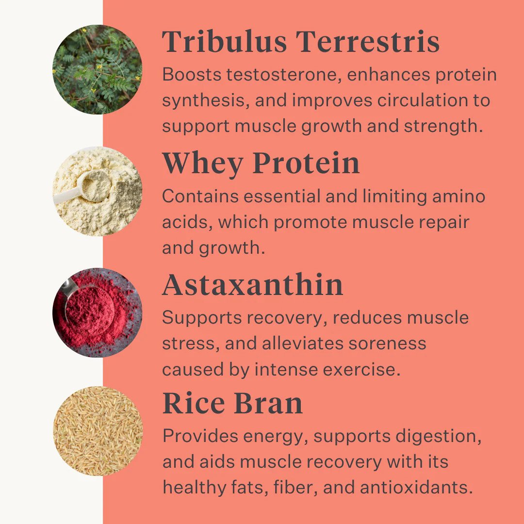 Body & Build Supplement - Image 5