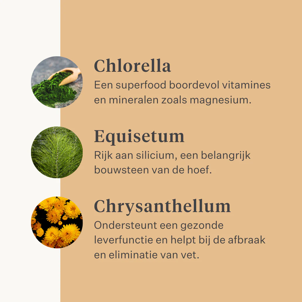 Steady & Stable Supplement - Image 13