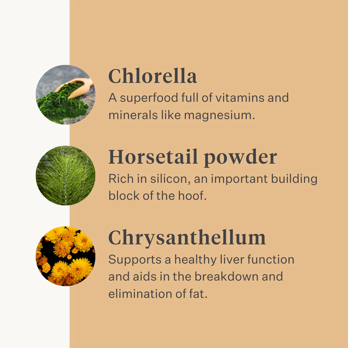Steady & Stable Supplement - Image 4