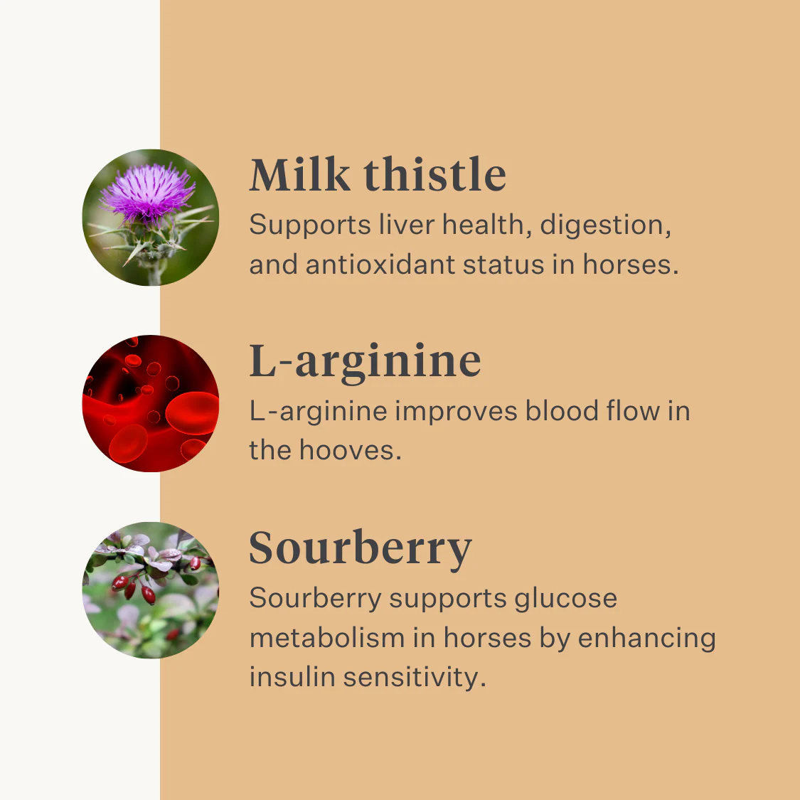 Steady & Stable Supplement - Image 6